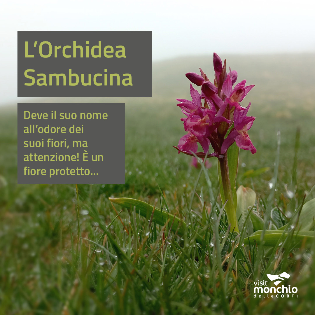 THE SAMBUCINA ORCHID. Visit Visitmonchiodellecorti.it to learn all about our region's curiosities.