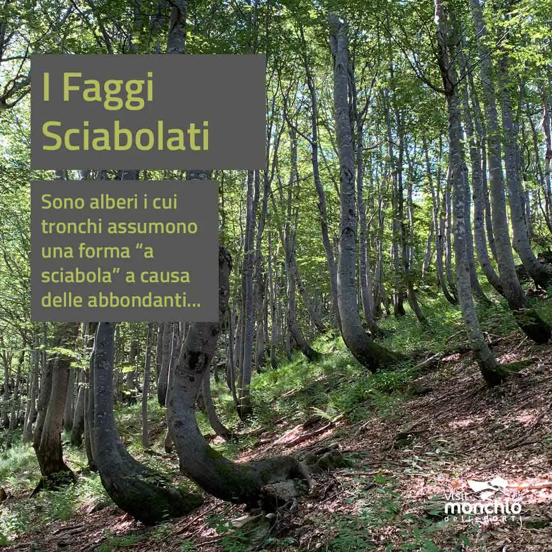THE SABREED BEECH TREES. Visit Visitmonchiodellecorti.it to learn all about our region's curiosities.