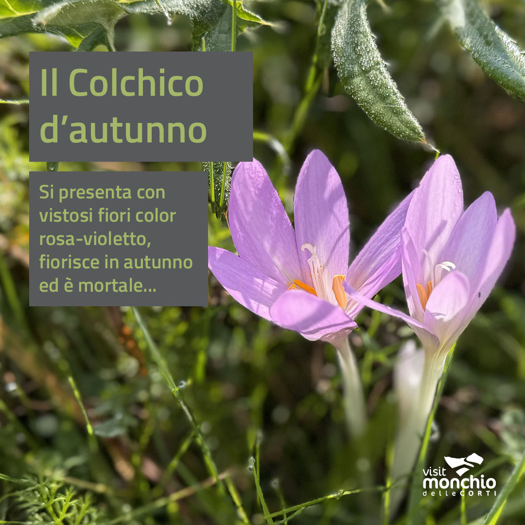 AUTUMN CROCCHIUM. Visit Visitmonchiodellecorti.it to learn all about our region's curiosities.